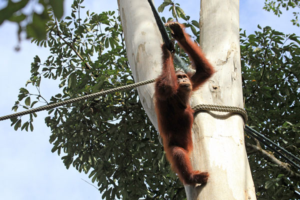 Orang Utan